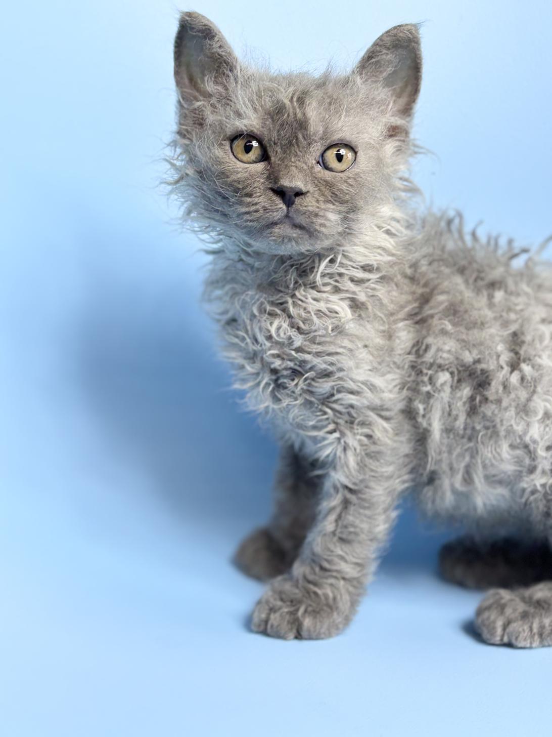 埼玉県のラムキン (ペッツスマイル加須インター店/2025年12月25日生まれ/女の子/ブルータビー)の子猫の1枚目の画像