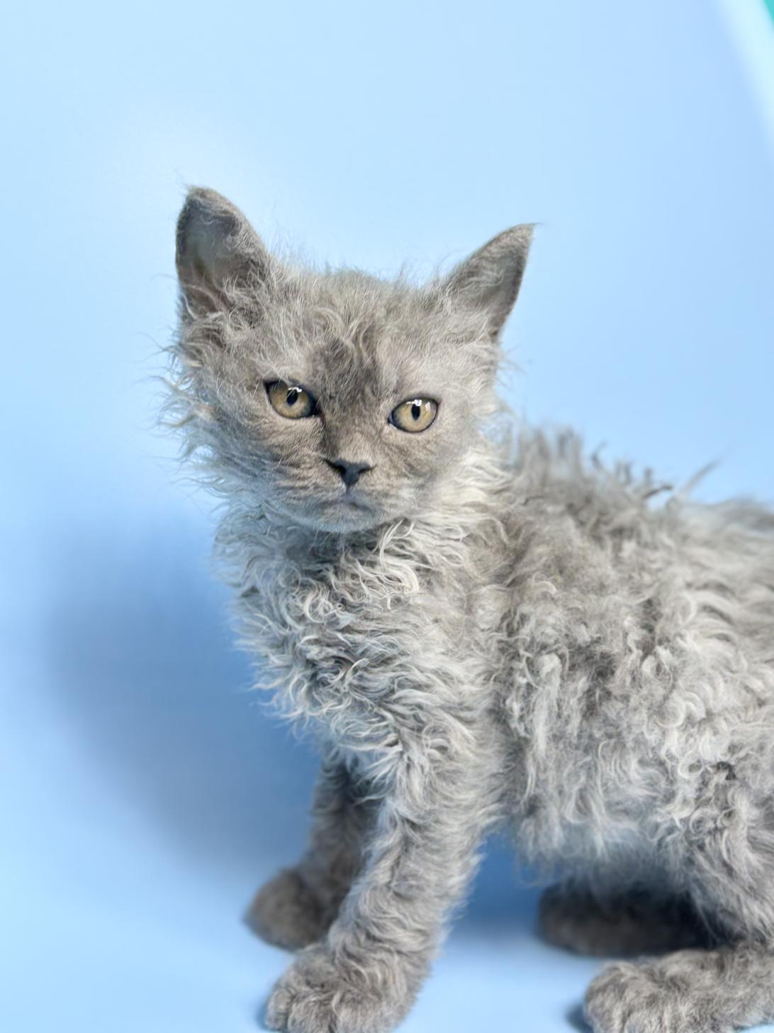 埼玉県のラムキン (ペッツスマイル加須インター店/2025年12月25日生まれ/女の子/ブルータビー)の子猫の2枚目の画像