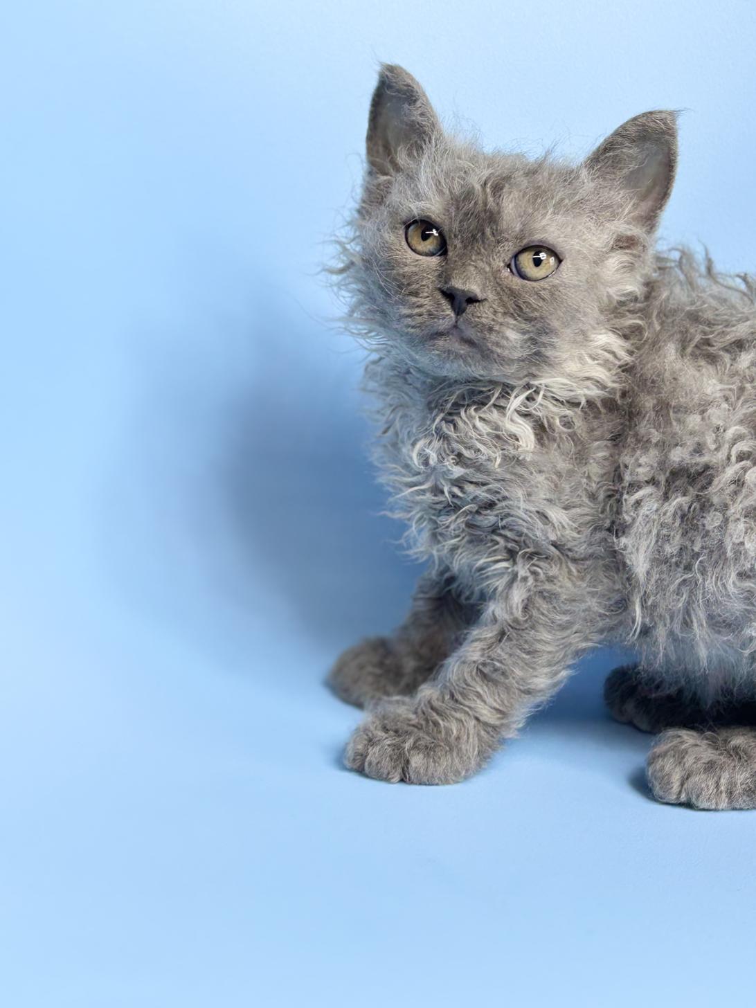 埼玉県のラムキン (ペッツスマイル加須インター店/2025年12月25日生まれ/女の子/ブルータビー)の子猫の3枚目の画像