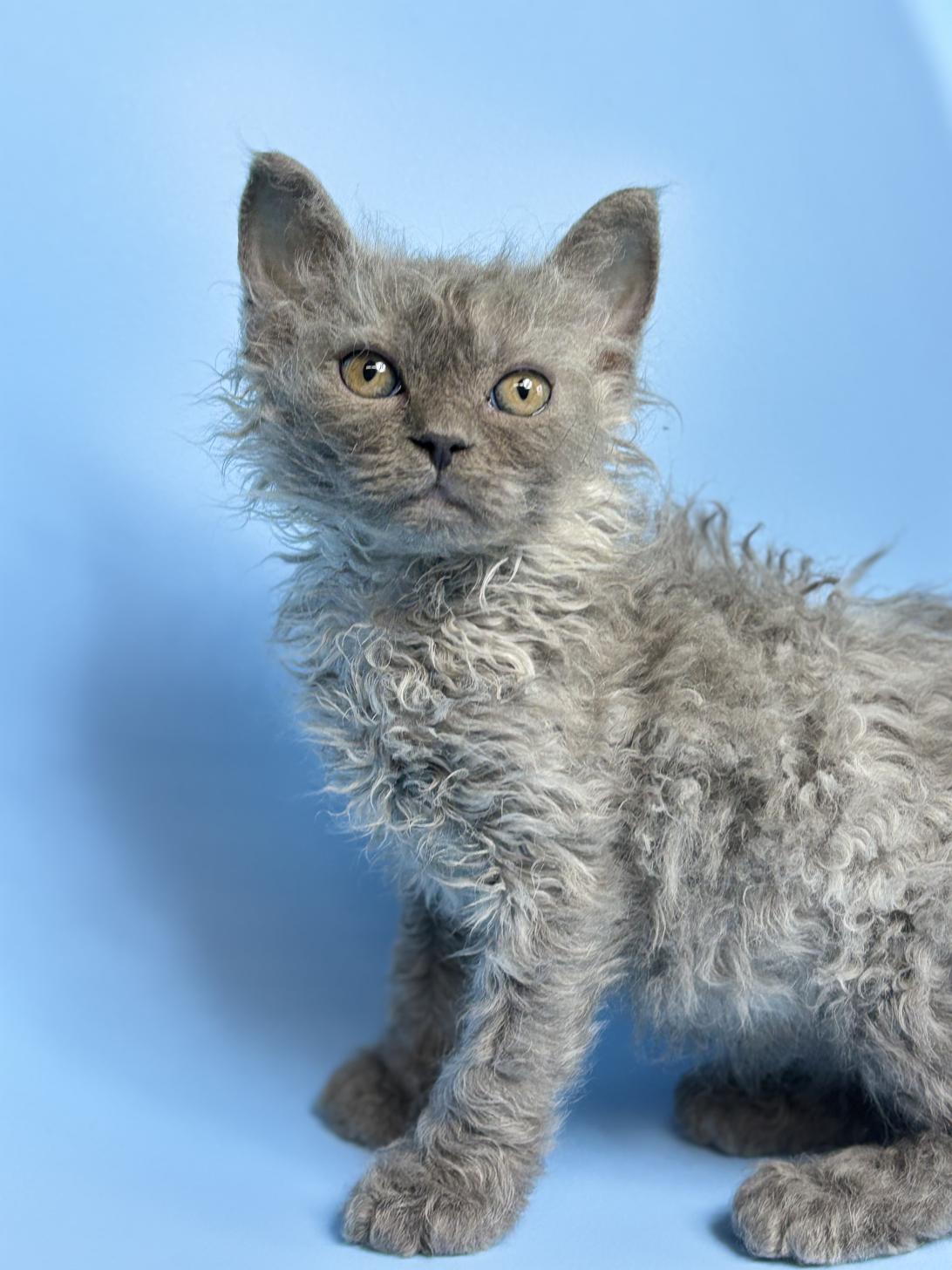 埼玉県のラムキン (ペッツスマイル加須インター店/2025年12月25日生まれ/女の子/ブルータビー)の子猫の4枚目の画像