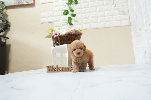 滋賀県のトイプードル(タイニー) (いっぷく湖南店/2026年2月16日生まれ/男の子/レッドフォーン)の子犬の1枚目の画像