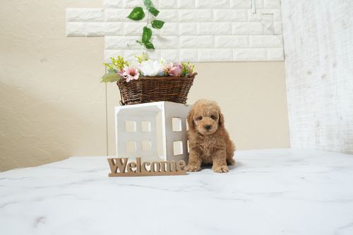 滋賀県のトイプードル(タイニー) (いっぷく湖南店/2026年2月16日生まれ/男の子/レッドフォーン)の子犬の2枚目の画像