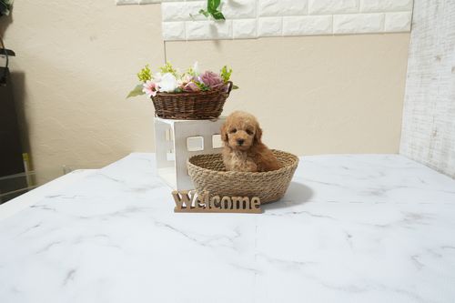 滋賀県のトイプードル(タイニー) (いっぷく湖南店/2026年2月16日生まれ/男の子/レッドフォーン)の子犬の3枚目の画像