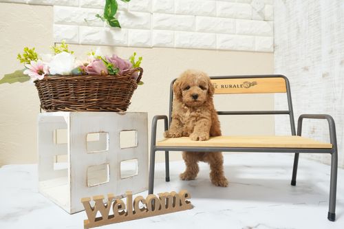 滋賀県のトイプードル(タイニー) (いっぷく湖南店/2026年2月16日生まれ/男の子/レッドフォーン)の子犬の4枚目の画像