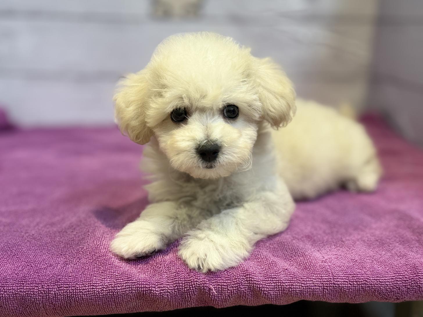 北海道のビションプー(ビションフリーゼ×プードル) (ペットフェイス大谷地店/2025年8月23日生まれ/女の子/ホワイト)の子犬の1枚目の画像