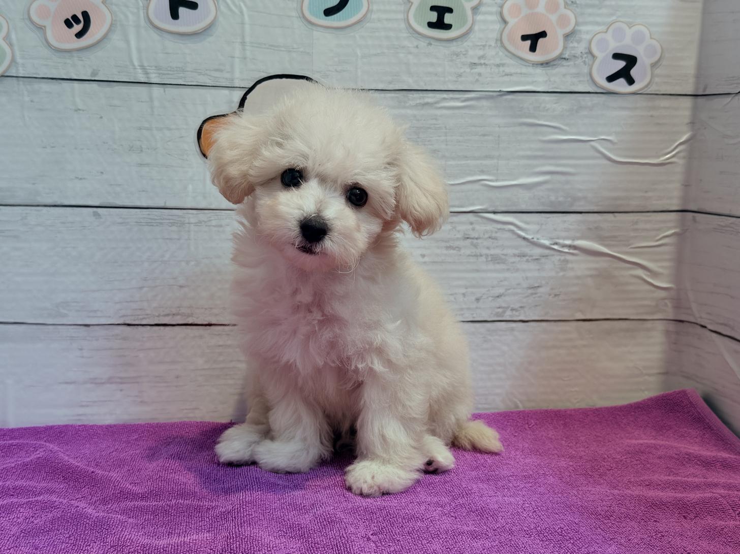 北海道のビションプー(ビションフリーゼ×プードル) (ペットフェイス大谷地店/2025年8月23日生まれ/女の子/ホワイト)の子犬の2枚目の画像