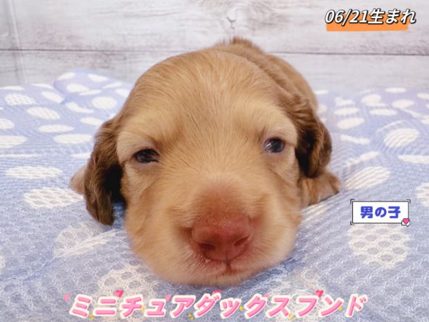 なめこページ❣️ミニチュアダックス 新潟県のミニチュアダックスフンドの子犬を価格や特徴で探す|ペット