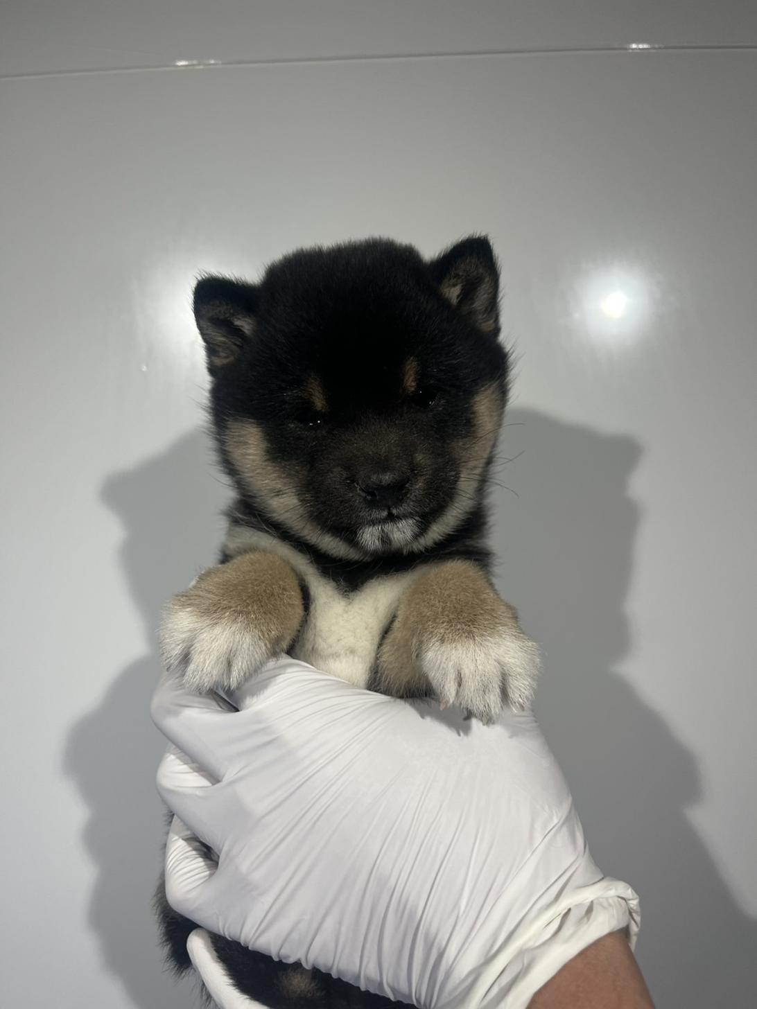 埼玉県の豆柴 (ペッツスマイル加須インター店/2026年1月30日生まれ/女の子/黒)の子犬の1枚目の画像