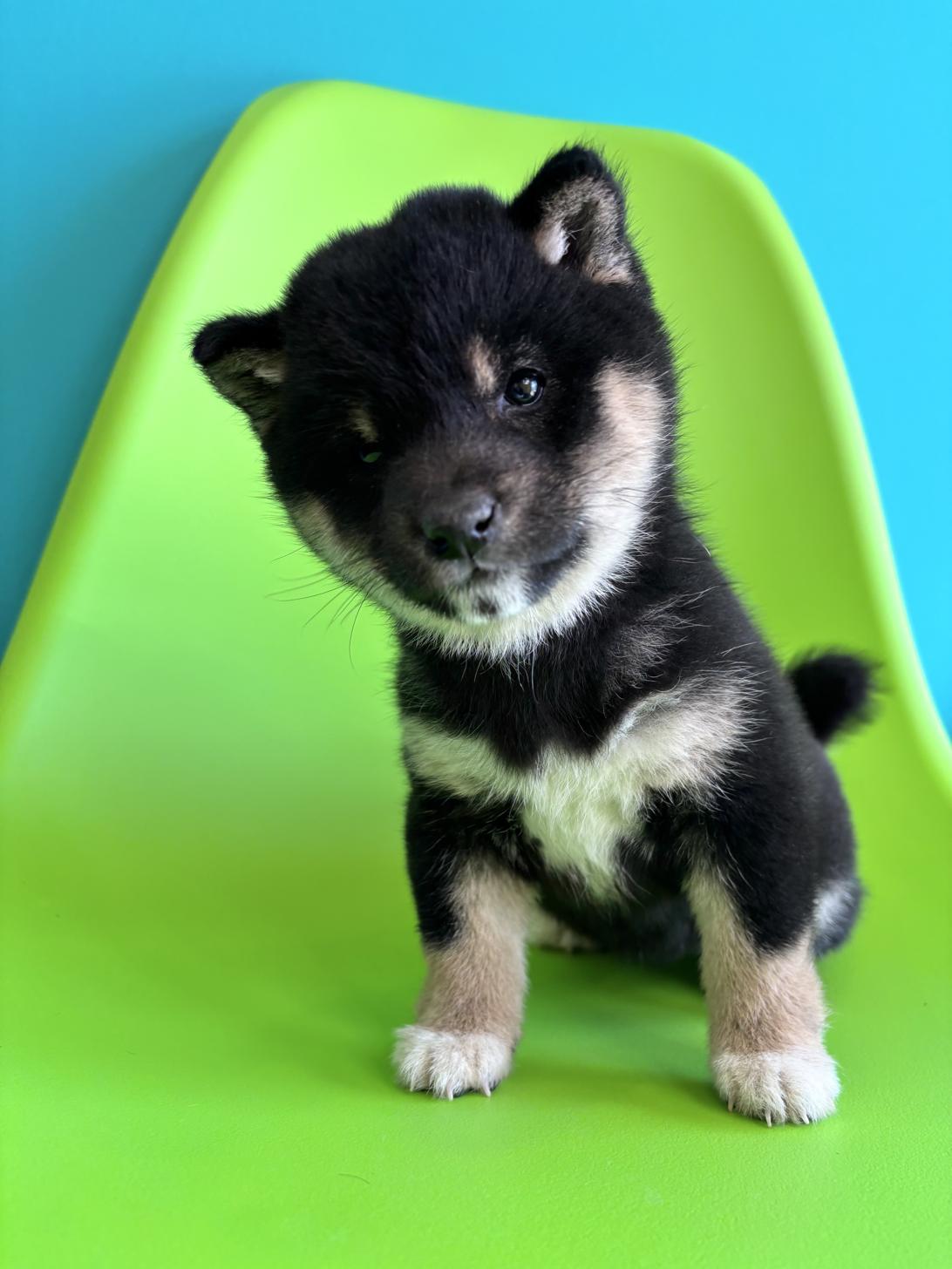 埼玉県の豆柴 (ペッツスマイル加須インター店/2026年1月30日生まれ/女の子/黒)の子犬の1枚目の画像