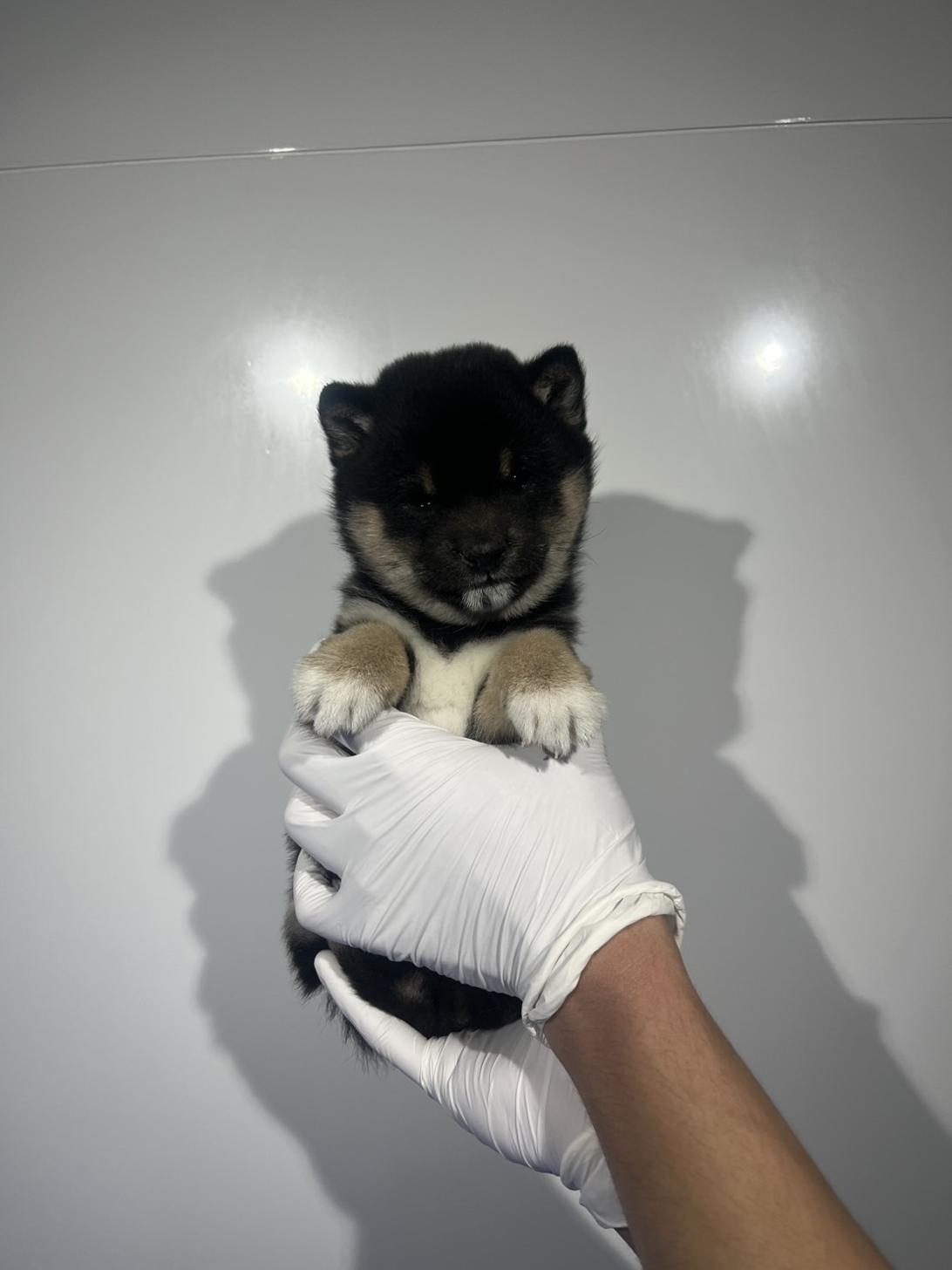 埼玉県の豆柴 (ペッツスマイル加須インター店/2026年1月30日生まれ/女の子/黒)の子犬の2枚目の画像