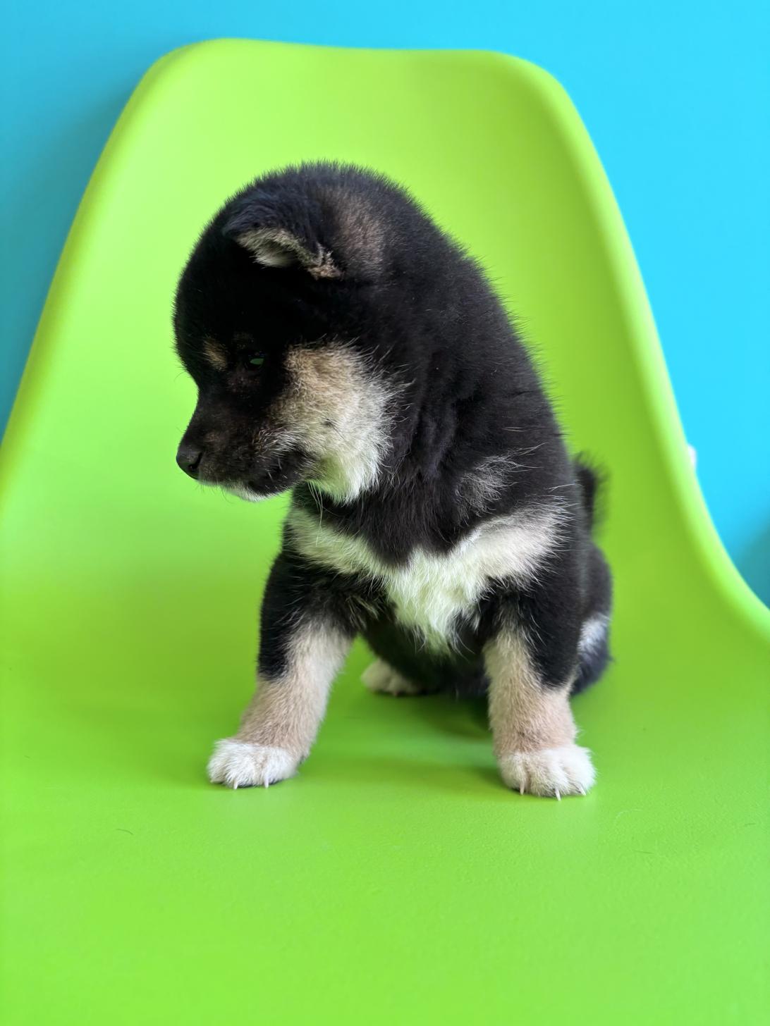 埼玉県の豆柴 (ペッツスマイル加須インター店/2026年1月30日生まれ/女の子/黒)の子犬の2枚目の画像