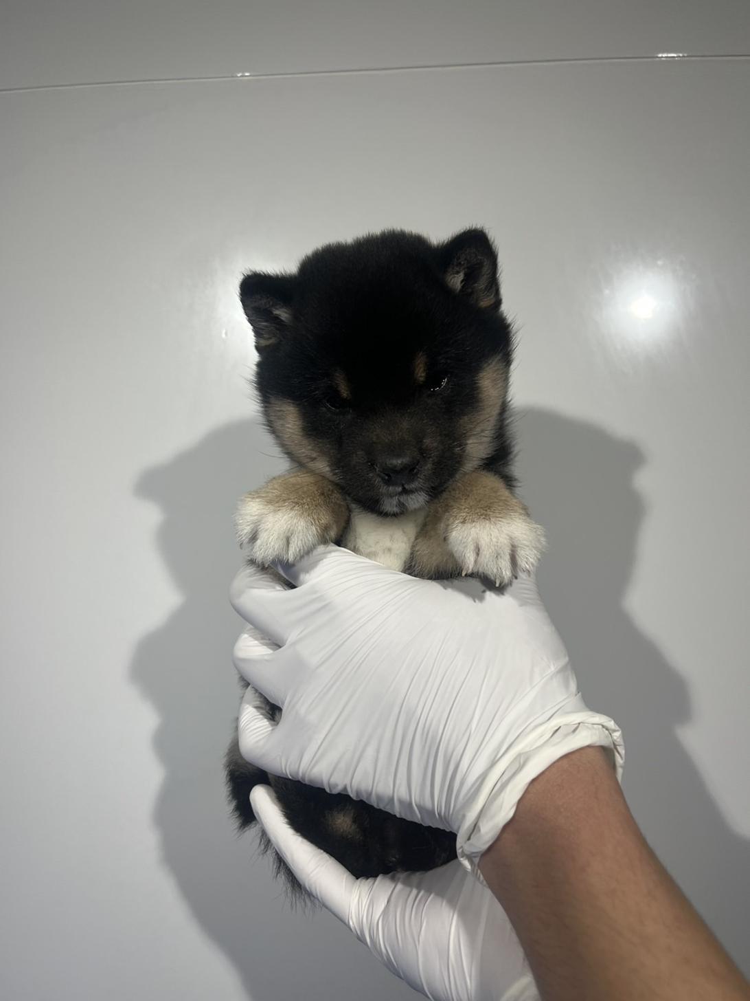 埼玉県の豆柴 (ペッツスマイル加須インター店/2026年1月30日生まれ/女の子/黒)の子犬の3枚目の画像