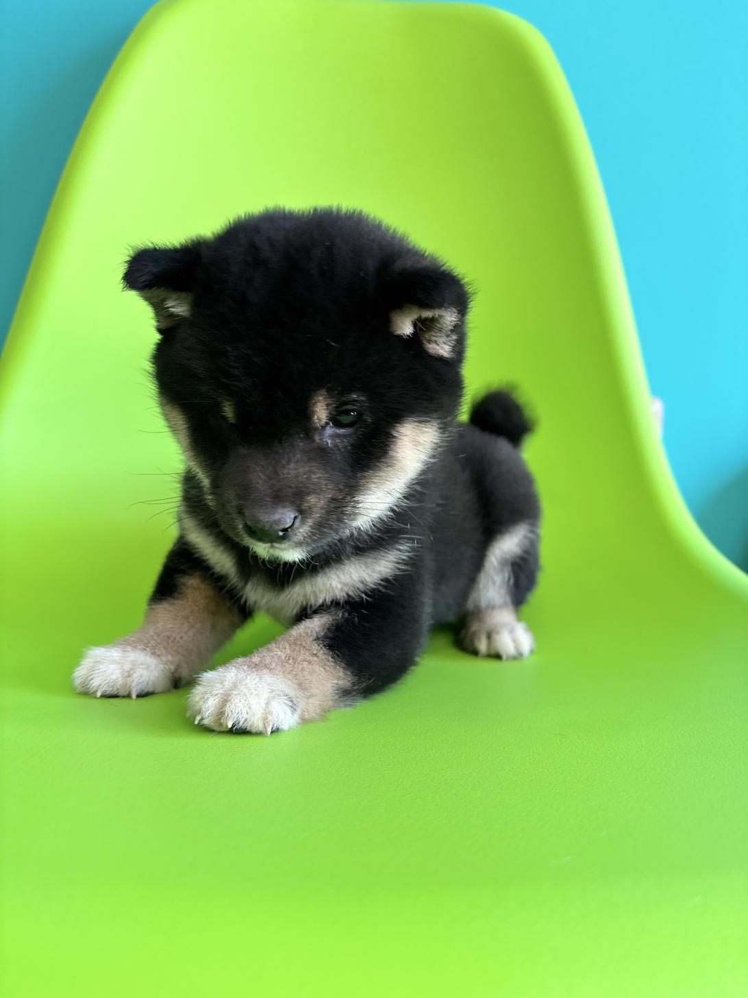 埼玉県の豆柴 (ペッツスマイル加須インター店/2026年1月30日生まれ/女の子/黒)の子犬の3枚目の画像