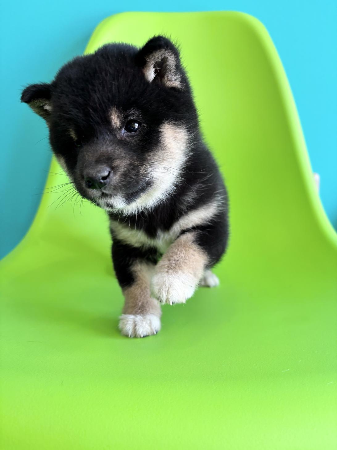 埼玉県の豆柴 (ペッツスマイル加須インター店/2026年1月30日生まれ/女の子/黒)の子犬の4枚目の画像