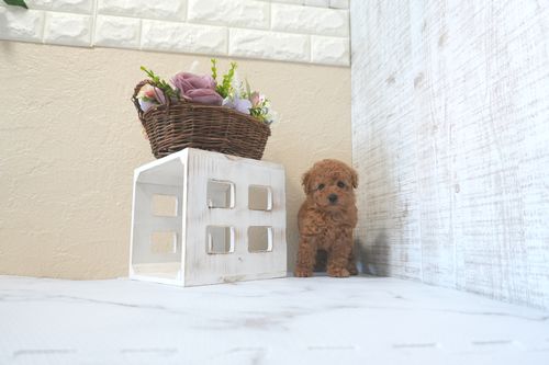 滋賀県のトイプードル(トイ) (いっぷく湖南店/2025年8月25日生まれ/女の子/レッドフォーン)の子犬の2枚目の画像