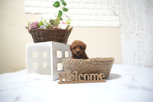 滋賀県のトイプードル(タイニー) (いっぷく湖南店/2025年10月14日生まれ/男の子/レッドフォーン)の子犬の1枚目の画像