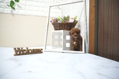 滋賀県のトイプードル(タイニー) (いっぷく湖南店/2025年10月14日生まれ/男の子/レッドフォーン)の子犬の2枚目の画像