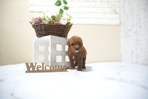 滋賀県のトイプードル(タイニー) (いっぷく湖南店/2025年10月14日生まれ/男の子/レッドフォーン)の子犬の3枚目の画像