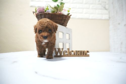 滋賀県のトイプードル(タイニー) (いっぷく湖南店/2025年10月14日生まれ/男の子/レッドフォーン)の子犬の4枚目の画像