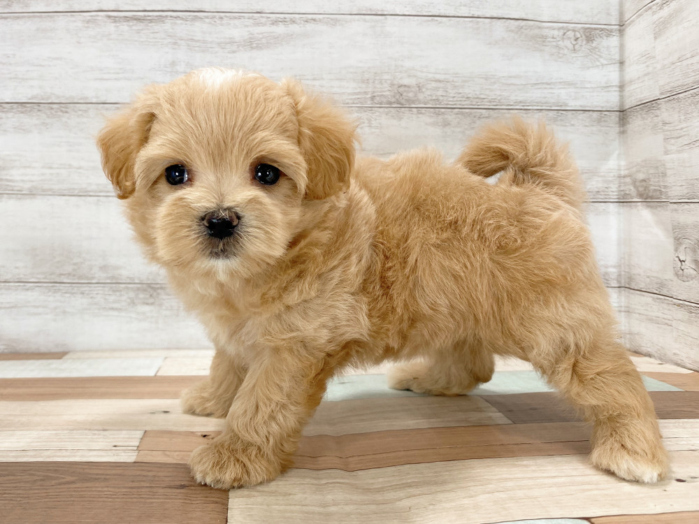 2025年6月30日生まれのマルプー(マルチーズ×プードル)の5枚目の写真