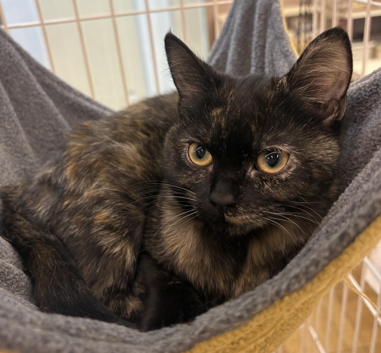 千葉県のスコティッシュストレート (ペッツワン佐倉店/2025年10月19日生まれ/女の子/トーティーシェル)の子猫の2枚目の画像