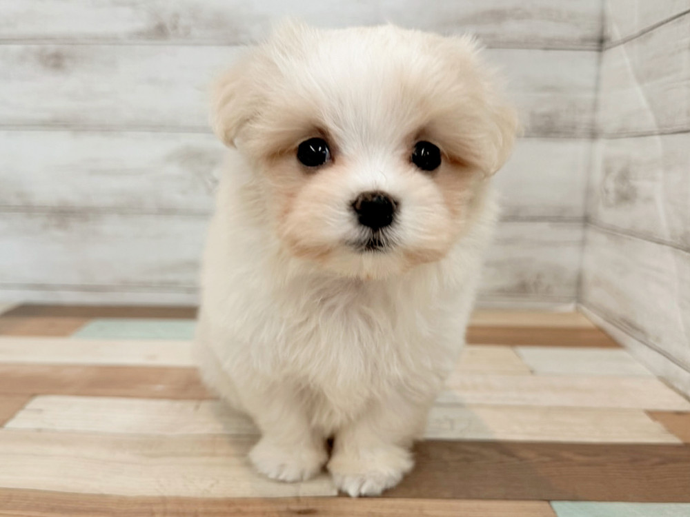 新潟県のマルチーズ (竹内ペット 新潟西店/2025年8月18日生まれ/女の子/ホワイト)の子犬の1枚目の画像