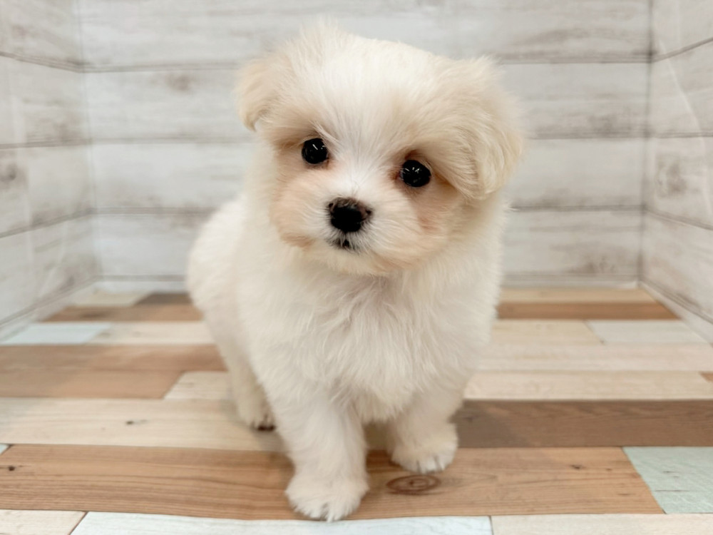 新潟県のマルチーズ (竹内ペット 新潟西店/2025年8月18日生まれ/女の子/ホワイト)の子犬の2枚目の画像