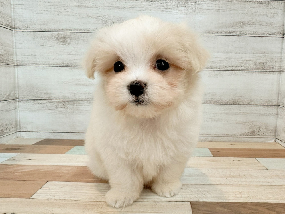 新潟県のマルチーズ (竹内ペット 新潟西店/2025年8月18日生まれ/女の子/ホワイト)の子犬の3枚目の画像