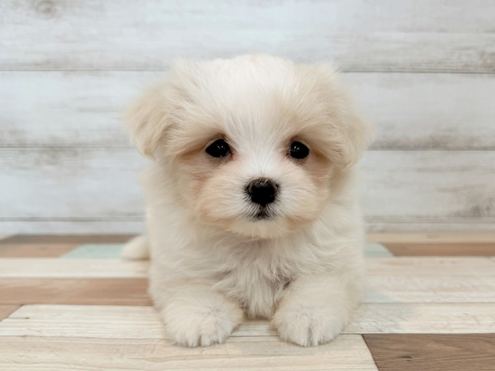 新潟県のマルチーズ (竹内ペット 新潟西店/2025年8月18日生まれ/女の子/ホワイト)の子犬の4枚目の画像