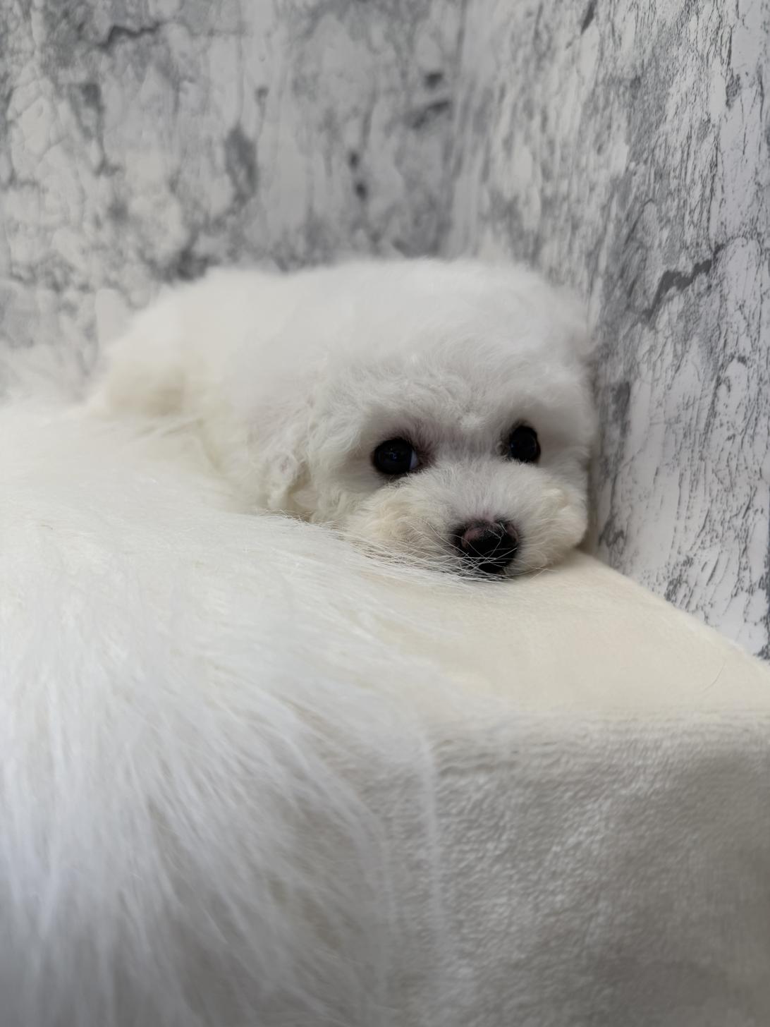 埼玉県のビションフリーゼ (PETSHOP FATIS/2025年12月27日生まれ/女の子/ホワイト)の子犬の1枚目の画像