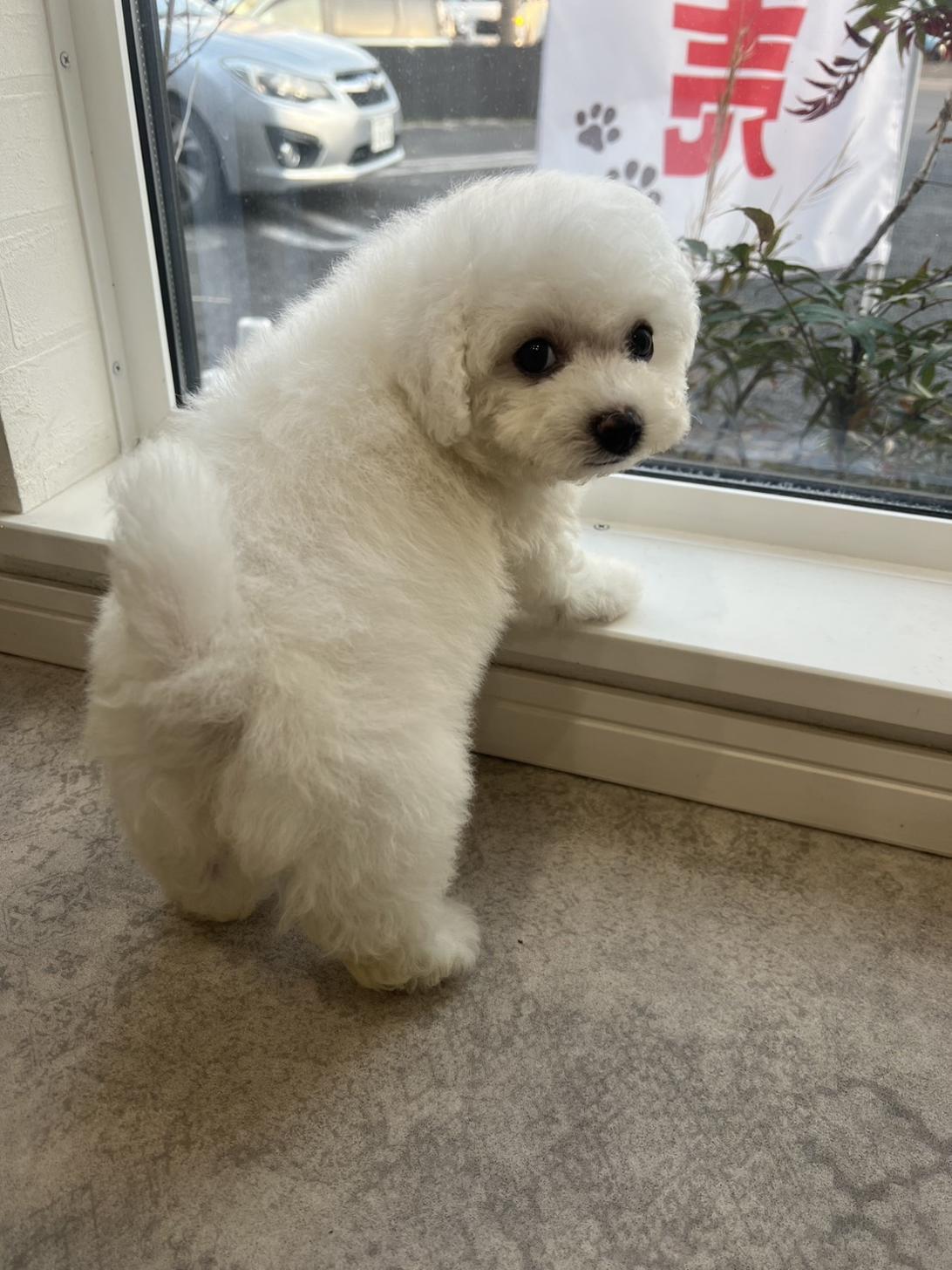 埼玉県のビションフリーゼ (PETSHOP FATIS/2025年12月27日生まれ/女の子/ホワイト)の子犬の2枚目の画像