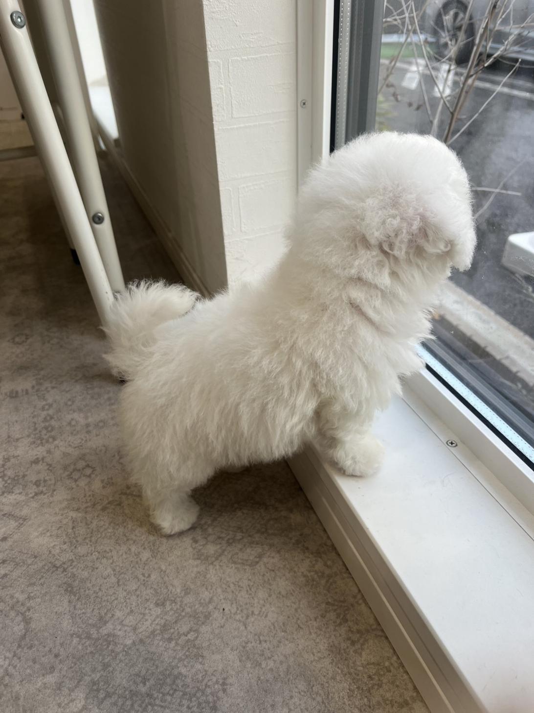 埼玉県のビションフリーゼ (PETSHOP FATIS/2025年12月27日生まれ/女の子/ホワイト)の子犬の3枚目の画像