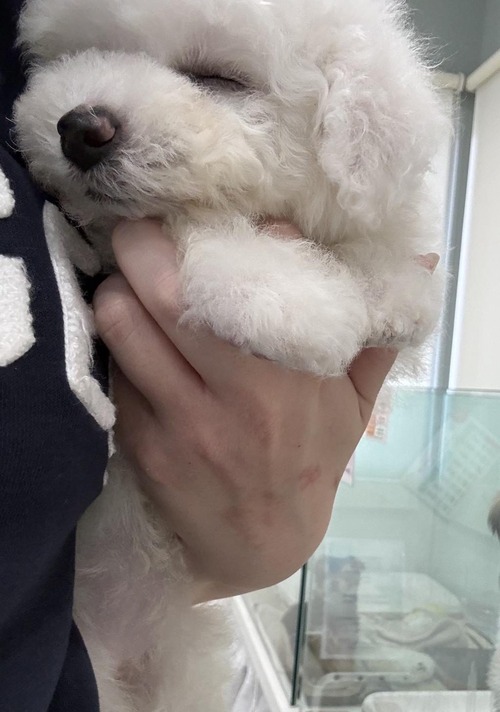 埼玉県のビションフリーゼ (PETSHOP FATIS/2025年12月27日生まれ/女の子/ホワイト)の子犬の4枚目の画像