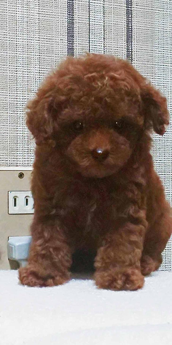 群馬県のタイニープードル (ペットハウステレサ/2025年6月25日生まれ/女の子/レッド)の子犬の3枚目の画像
