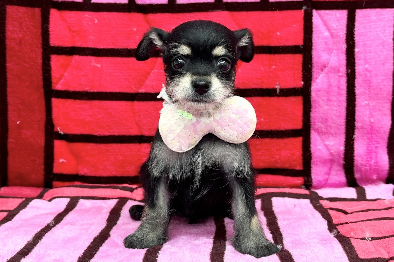 愛知県のハーフ犬・ミックス犬 (ハピースペット鳴海店/2025年3月11日生まれ/女の子/その他色)の子犬
