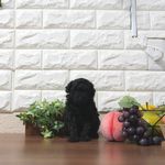 滋賀県のトイプードル(トイ) (いっぷく湖南店/2025年5月9日生まれ/男の子/ブラック)の子犬