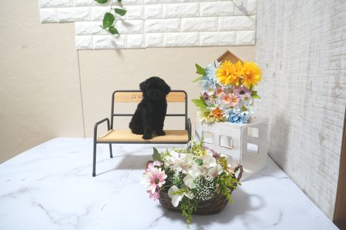 滋賀県のトイプードル(トイ) (いっぷく湖南店/2025年5月9日生まれ/男の子/ブラック)の子犬の1枚目の画像