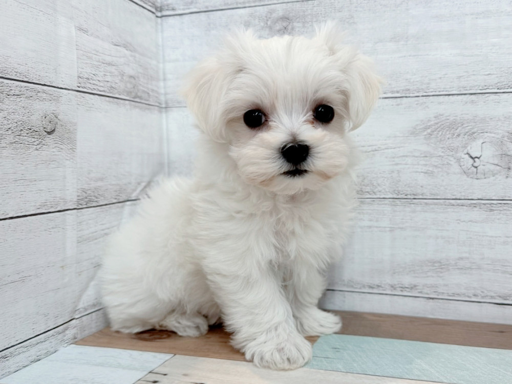 新潟県のマルチーズ (竹内ペット 新潟西店/2025年9月13日生まれ/女の子/ホワイト)の子犬の1枚目の画像