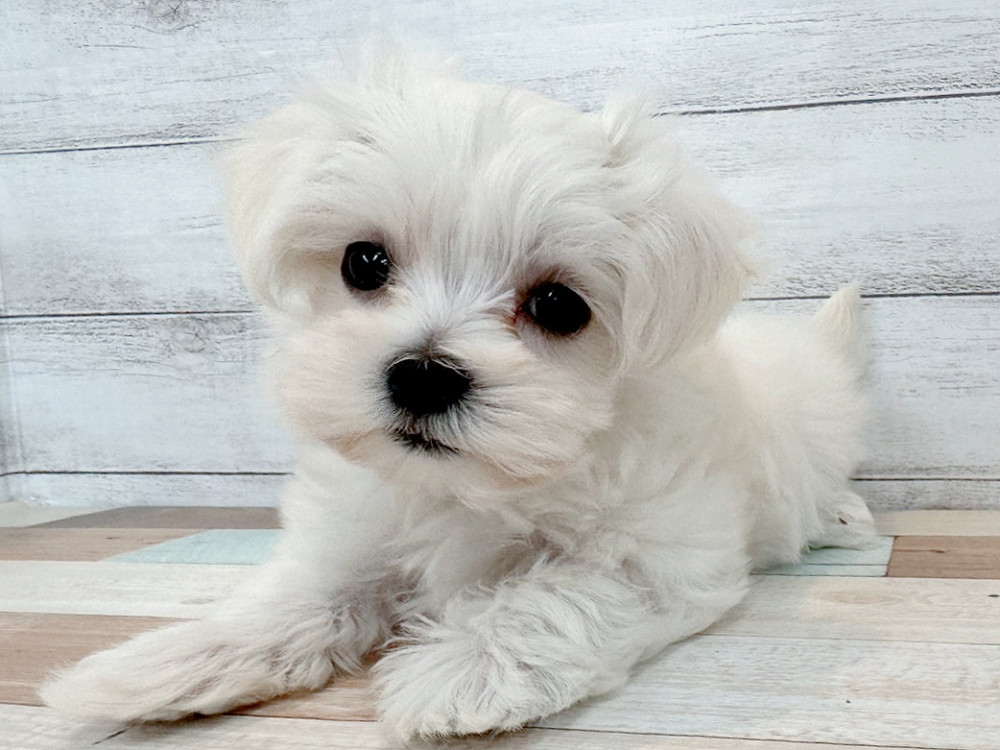 新潟県のマルチーズ (竹内ペット 新潟西店/2025年9月13日生まれ/女の子/ホワイト)の子犬の2枚目の画像