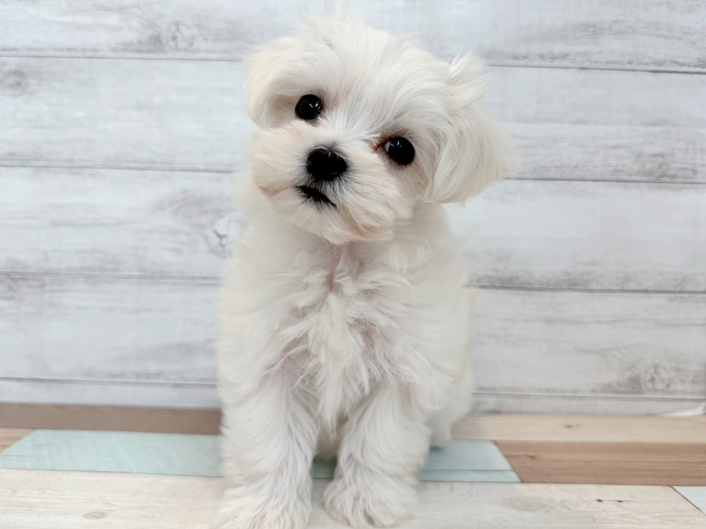 新潟県のマルチーズ (竹内ペット 新潟西店/2025年9月13日生まれ/女の子/ホワイト)の子犬の3枚目の画像