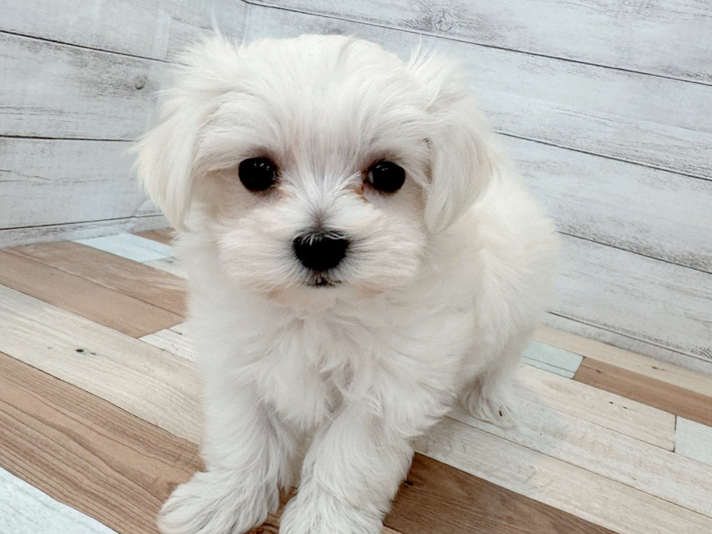 新潟県のマルチーズ (竹内ペット 新潟西店/2025年9月13日生まれ/女の子/ホワイト)の子犬の4枚目の画像