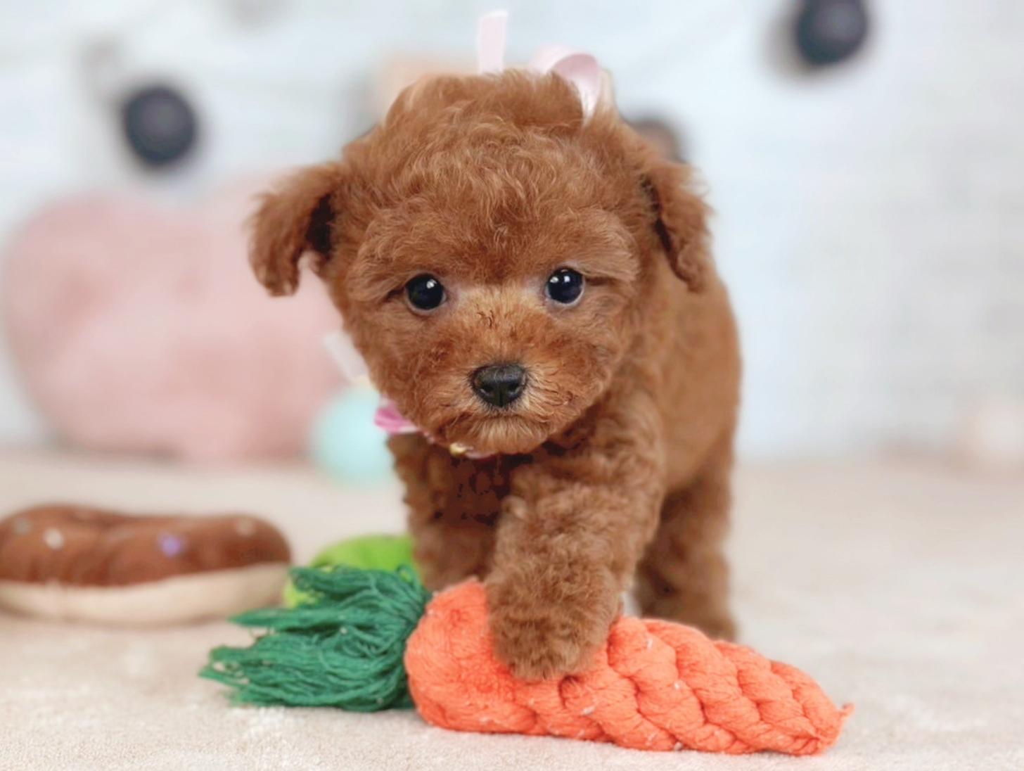 北海道のタイニープードル (ペットショップだんぼ/2025年7月17日生まれ/女の子/レッド)の子犬の3枚目の画像