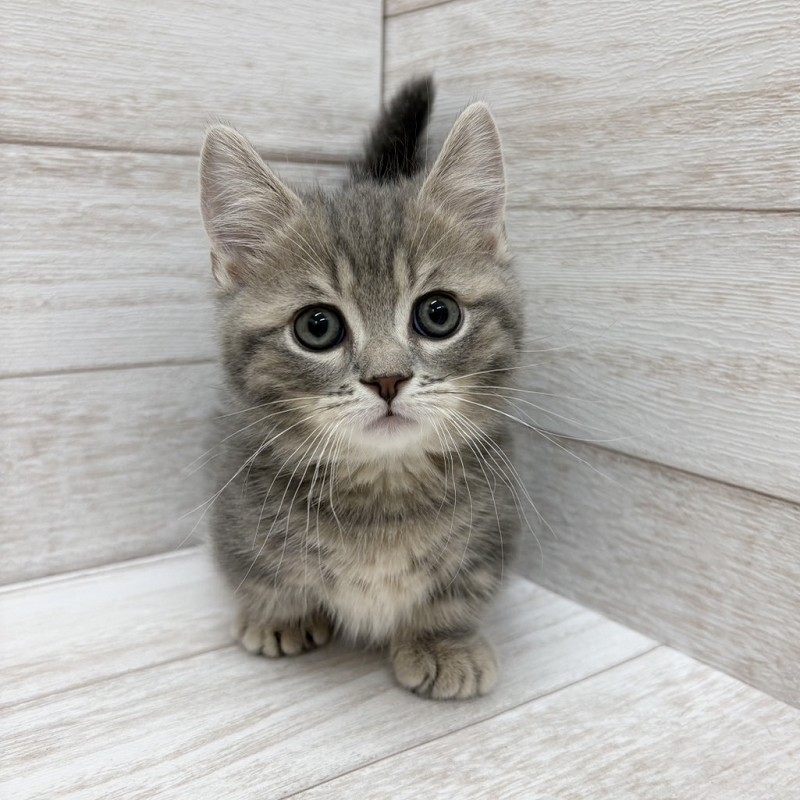 千葉県のマンチカン (ペピカファミリー松戸店/2026年5月15日生まれ/男の子/ブルータビー)の子猫の1枚目の画像