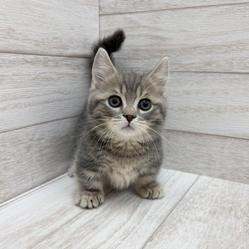 千葉県のマンチカン (ペピカファミリー松戸店/2026年5月15日生まれ/男の子/ブルータビー)の子猫の2枚目の画像