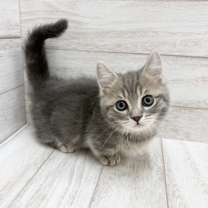 千葉県のマンチカン (ペピカファミリー松戸店/2026年5月15日生まれ/男の子/ブルータビー)の子猫の3枚目の画像