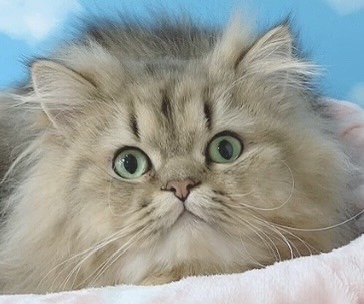 千葉県のペルシャ (Breeder & Petsalon MAU/2023年3月30日生まれ/男の子/チンチラゴールデン)の子猫
