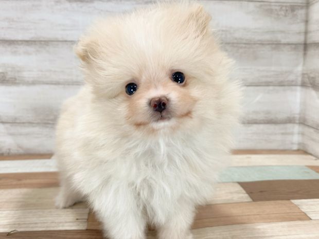 新潟県のポメラニアン (竹内ペット 新津本店/2026年3月23日生まれ/男の子/クリーム)の子犬の1枚目の画像