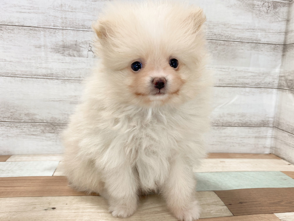 新潟県のポメラニアン (竹内ペット 新津本店/2026年3月23日生まれ/男の子/クリーム)の子犬の2枚目の画像