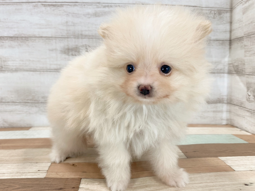新潟県のポメラニアン (竹内ペット 新津本店/2026年3月23日生まれ/男の子/クリーム)の子犬の3枚目の画像