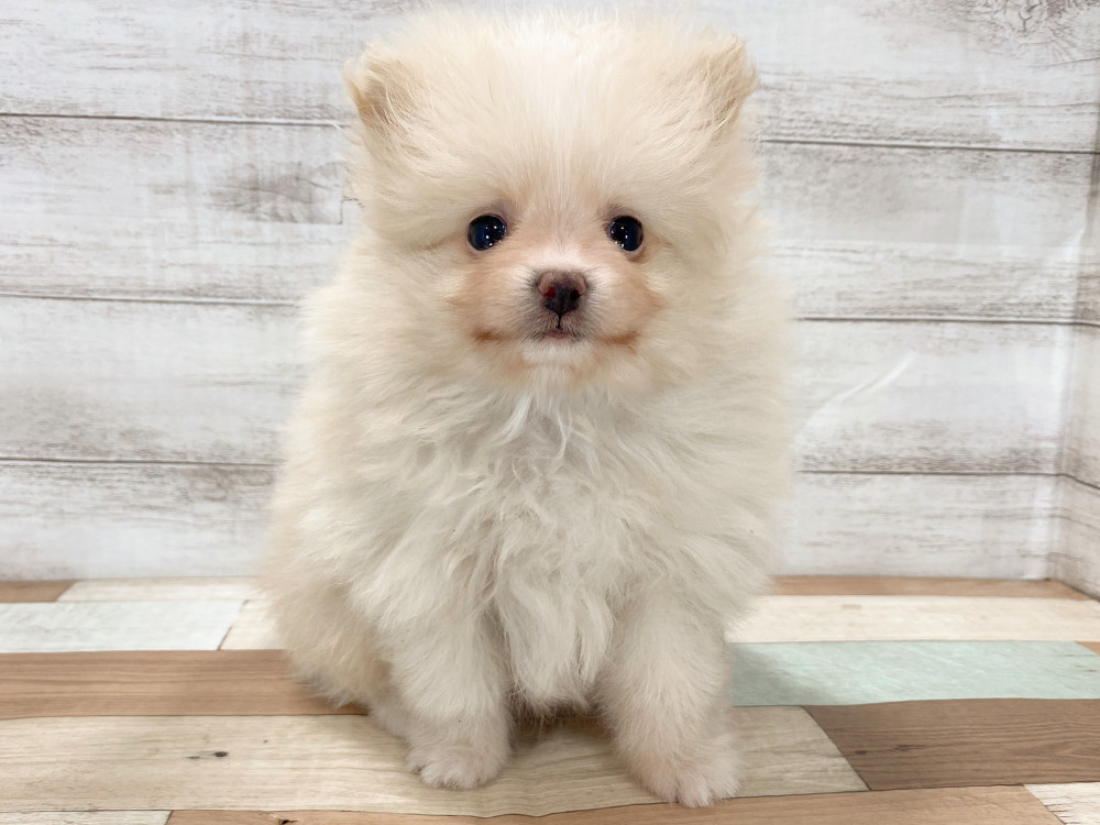 新潟県のポメラニアン (竹内ペット 新津本店/2026年3月23日生まれ/男の子/クリーム)の子犬の4枚目の画像